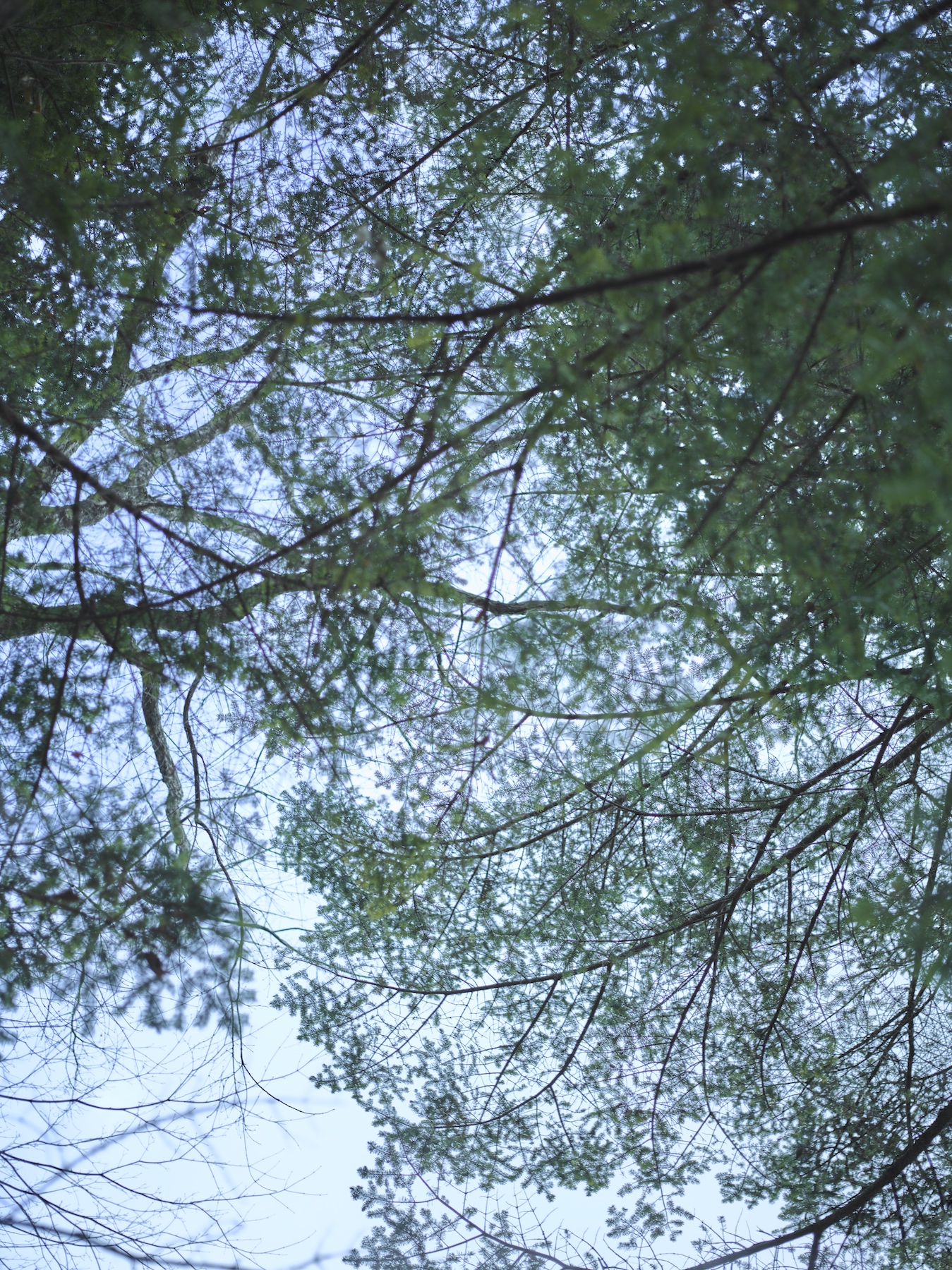 葉音の森小屋 Morinoie モリノイエ